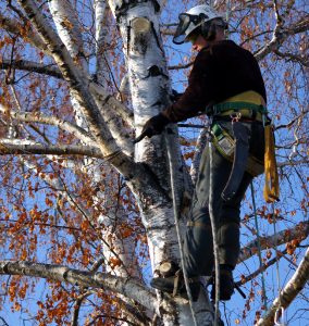 Arborist cutting branches near the top of a tree.