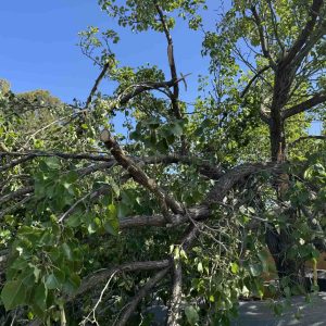 Damaged Tree Lara Hero Image