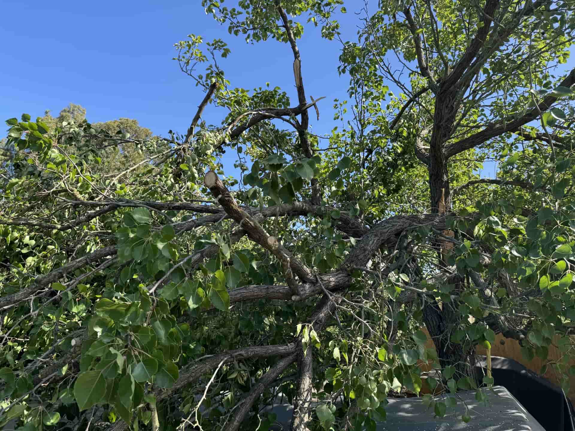 Damaged Tree Lara Hero Image